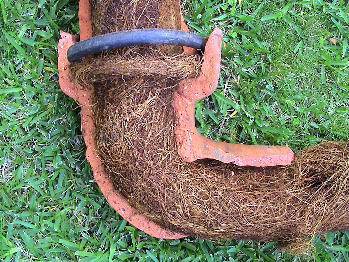 Tree Roots are Harmful to Your Home Plumbing Pipes